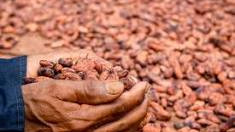 Companies Capitalizing on Cocoa Shell Husk: A Growing Market for a Valuable By-product
